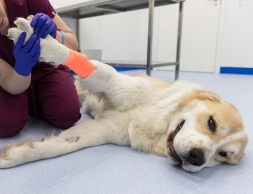 Pet Orthopedic Surgery