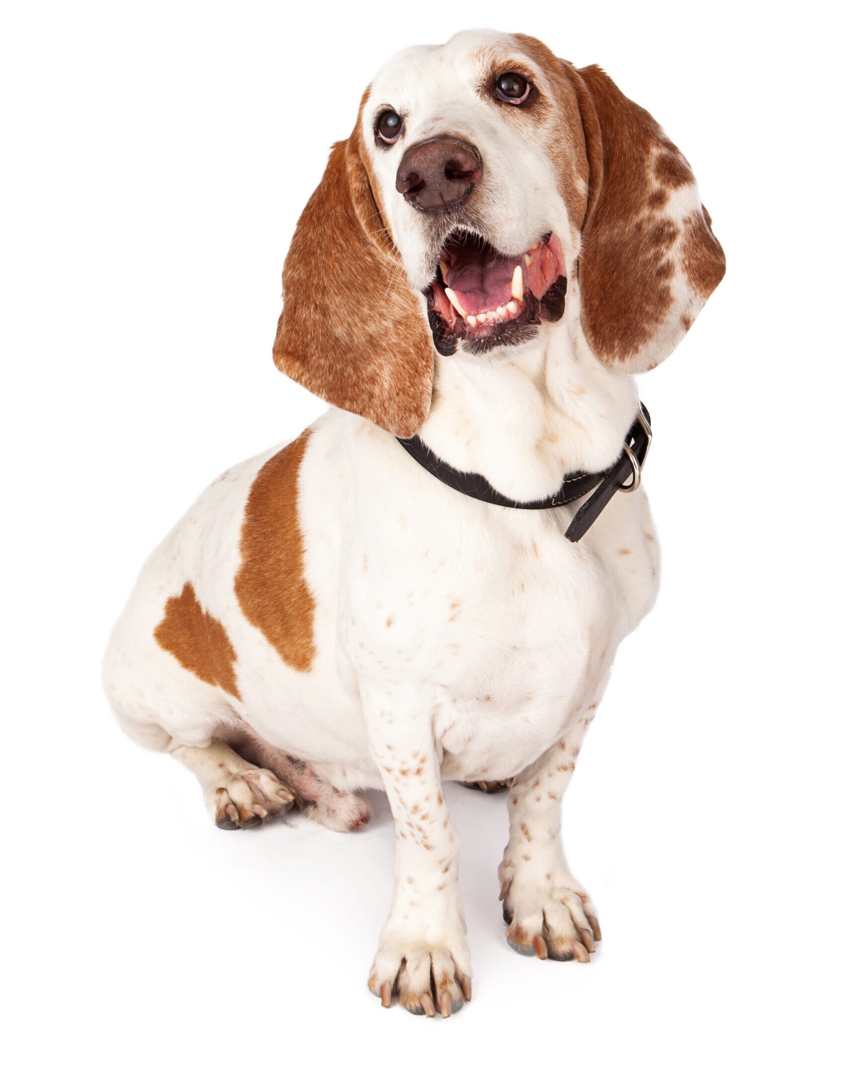 Happy Basset Hound Dog Smiling