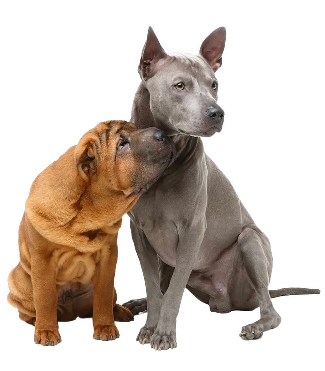 frenship24-e1689708820667