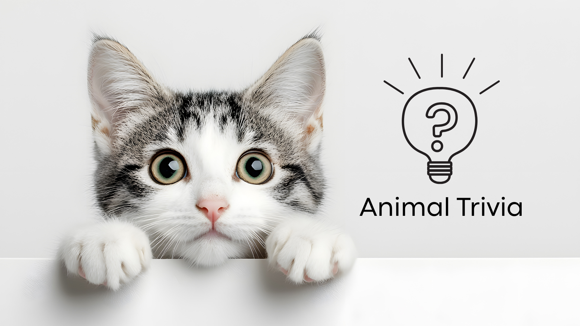 Vet near me quiz with dog patient at Frenship Vet Clinic in Wolfforth