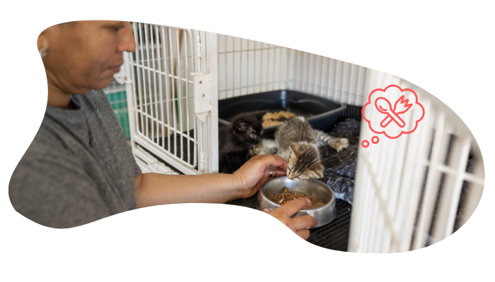 First Wellness Visit for an Adopted Pet Newly adopted shelter pet receiving veterinary care at Frenship Vet Clinic in Wolfforth