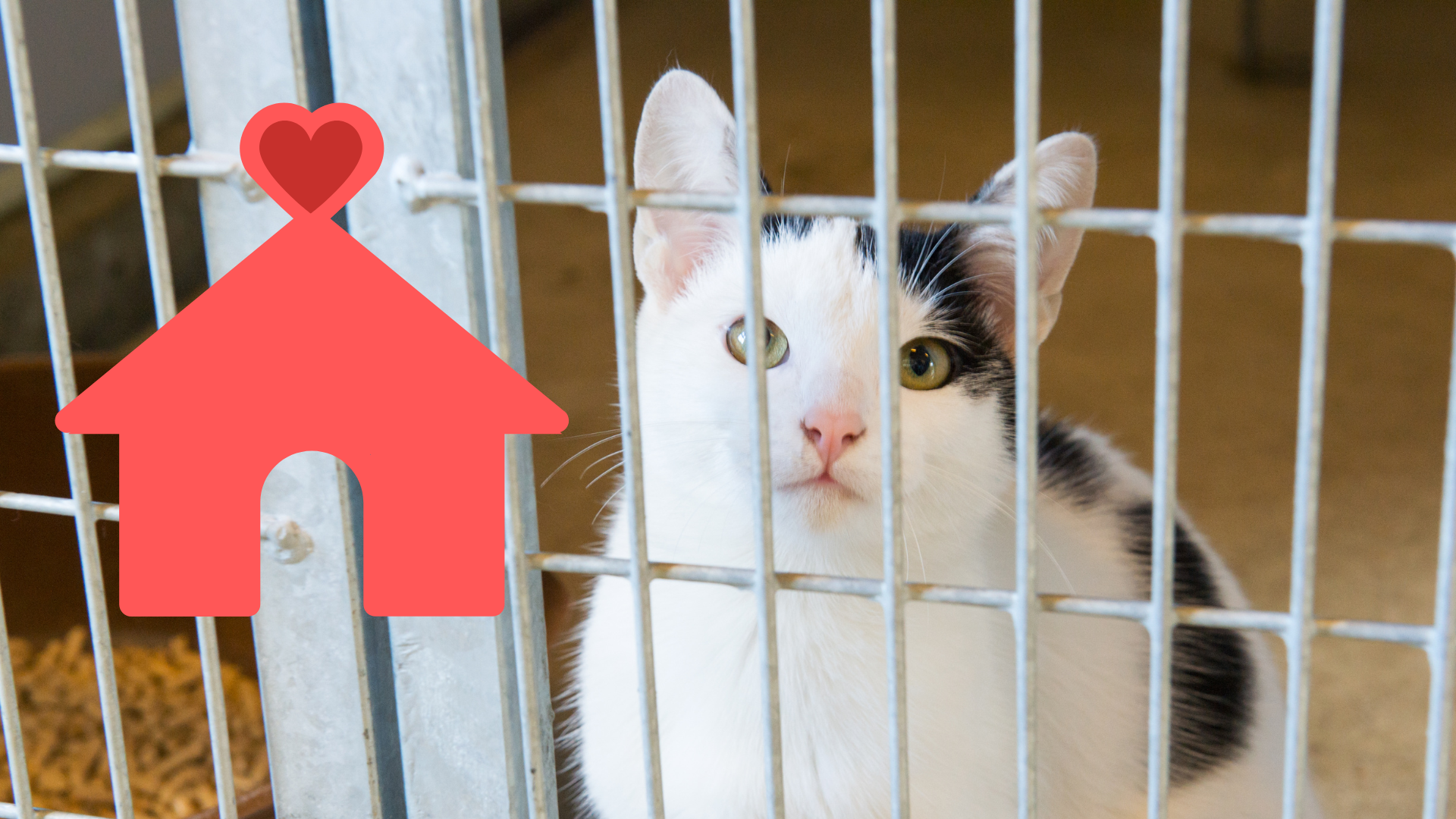 Adopting a shelter cat with support from Frenship Vet Clinic in Wolfforth